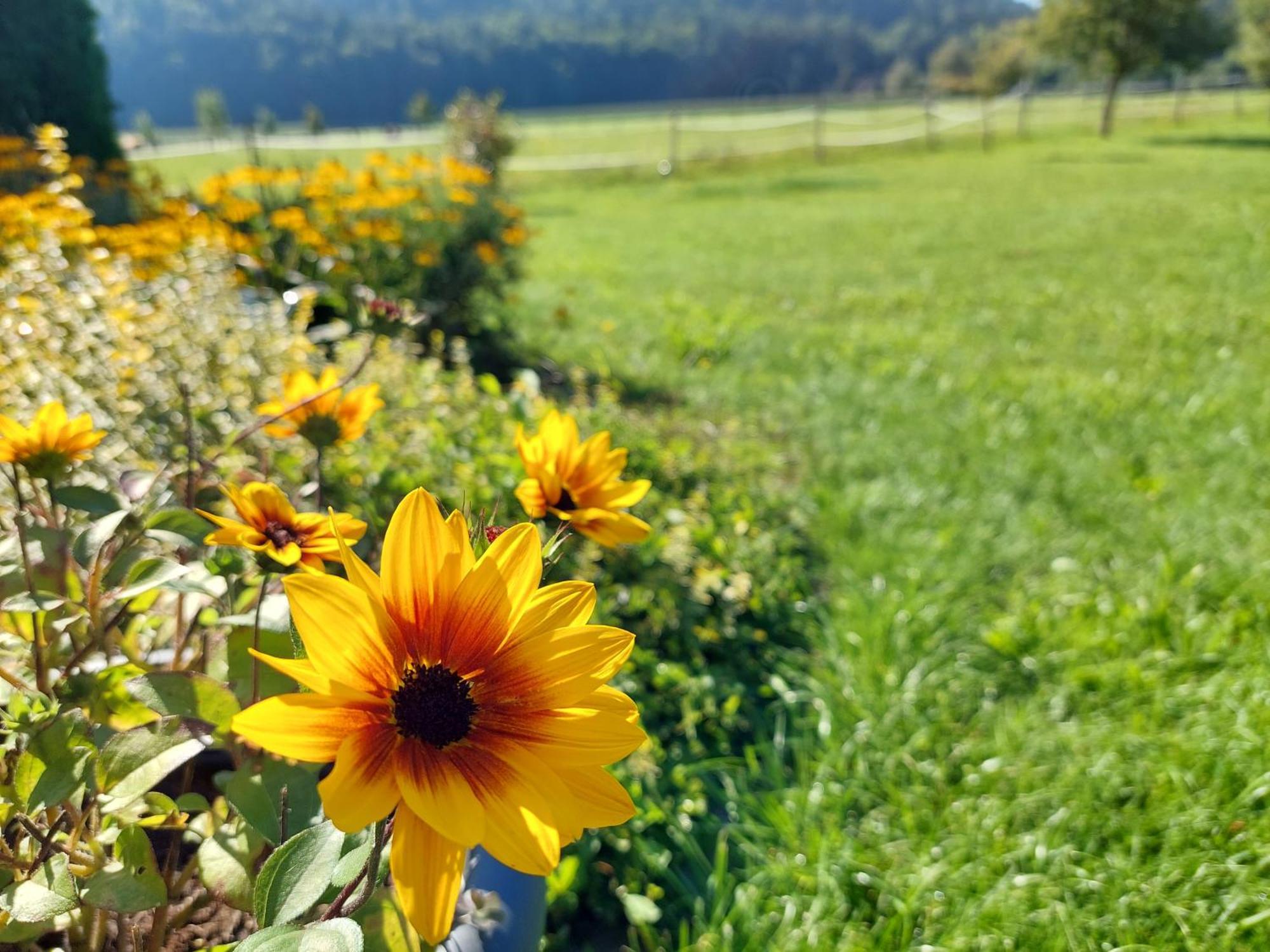 Die Sonnenblume Sankt Kanzian am Klopeiner See المظهر الخارجي الصورة