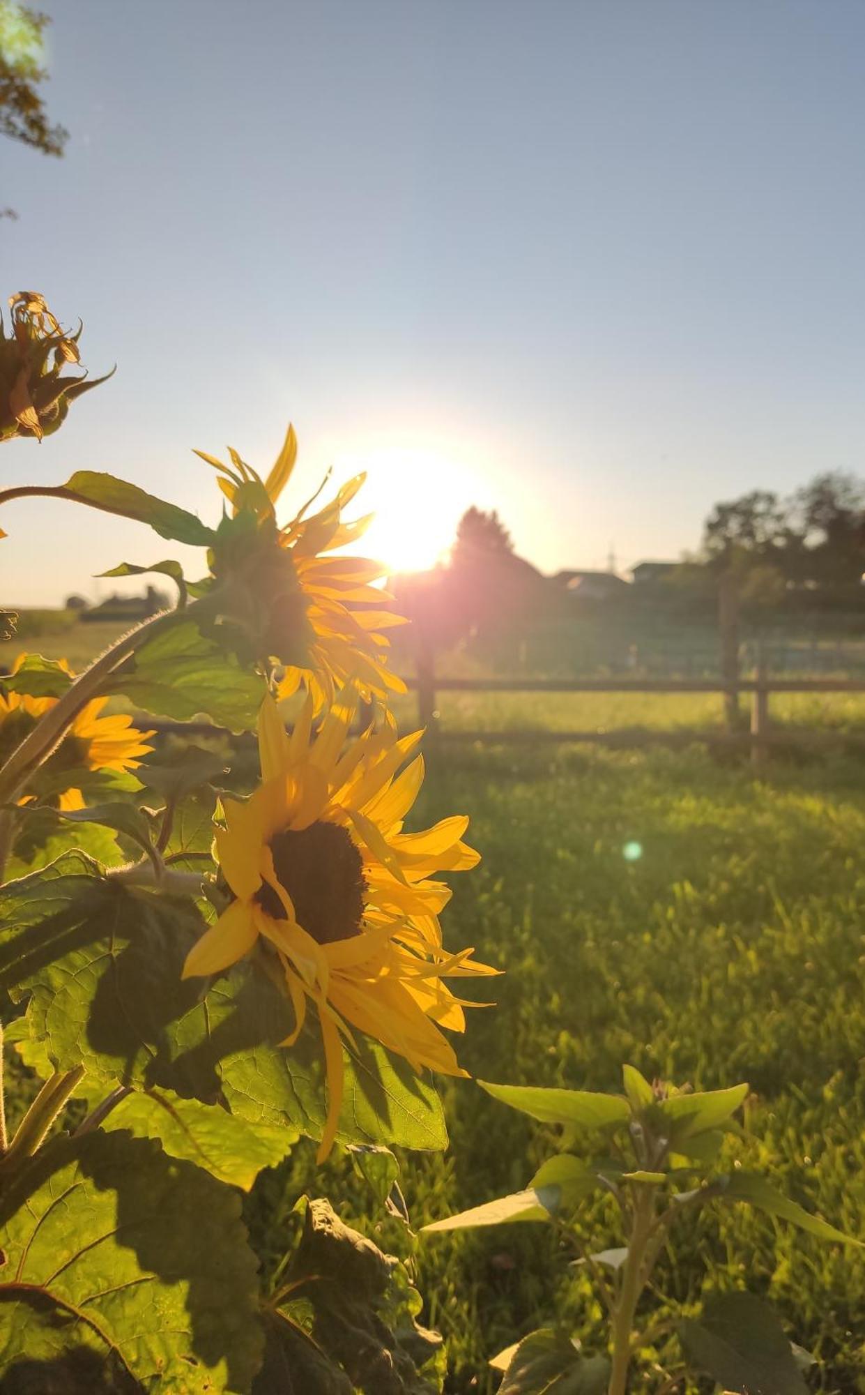 Die Sonnenblume Sankt Kanzian am Klopeiner See المظهر الخارجي الصورة